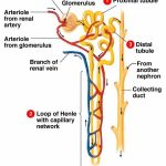 Nephron diagram