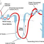 Nephron diagram