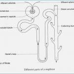Nephron diagram