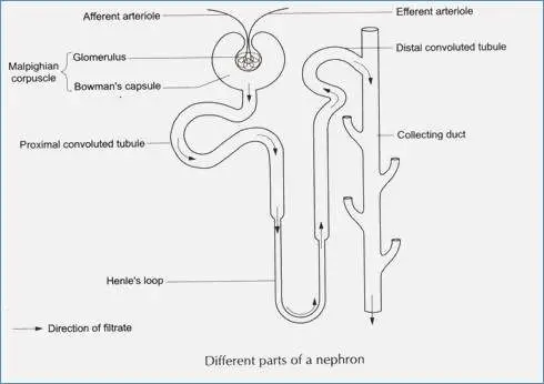 Nephron diagram
