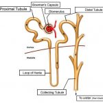 Nephron diagram