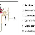 Nephron diagram labeled