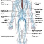 Nervous system diagram