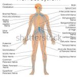 Nervous system diagram