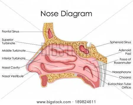 Nose diagram