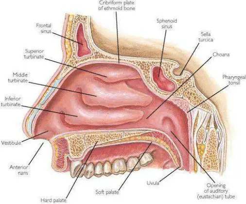 Nose Diagram