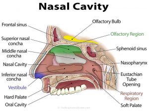 Nose diagram