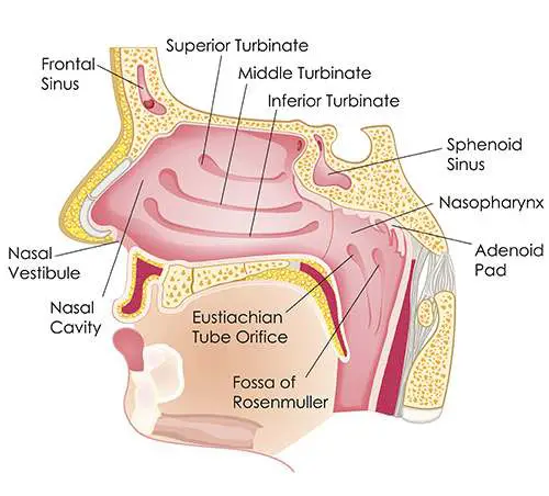 Nose diagram