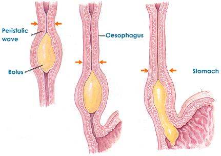 Oesophagus diagram