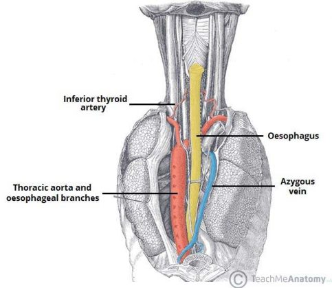 Oesophagus diagram