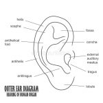 Outer ear diagram
