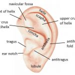 Outer ear diagram