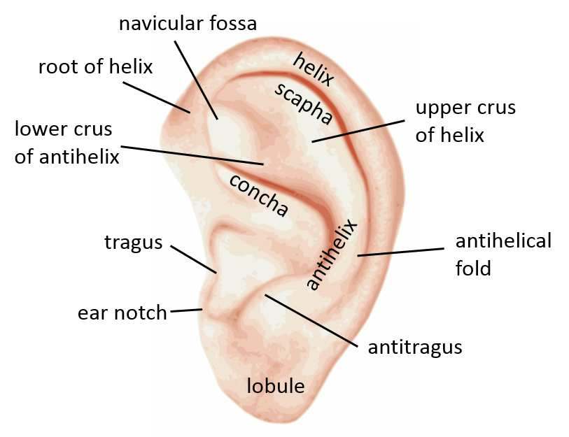 Outer ear diagram