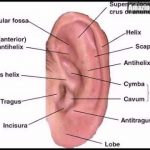 Outer ear diagram
