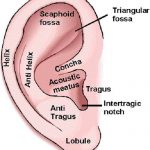 Outer ear diagram