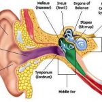 Outer ear diagram