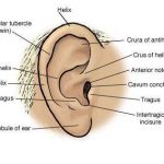 Outer ear diagram