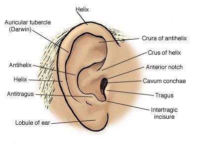 Outer ear diagram