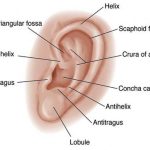 Outer ear diagram