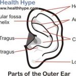 Outer ear diagram