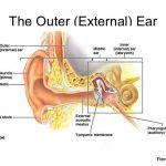 Outer ear diagram