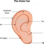 Outer ear diagram
