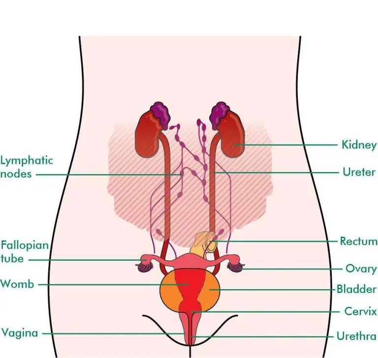 Ovaries diagram