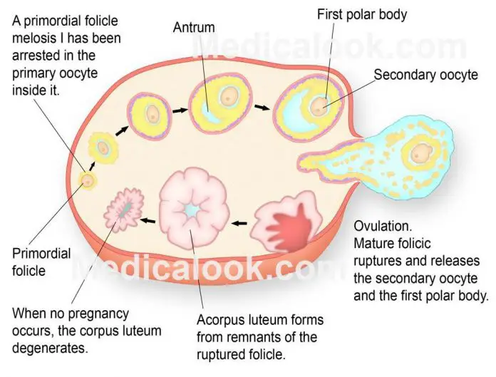 Ovaries diagram