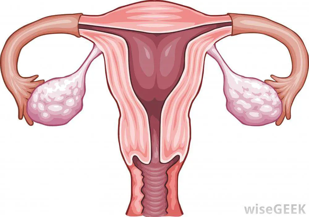 Ovaries diagram