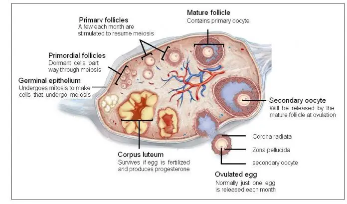 Ovaries diagram