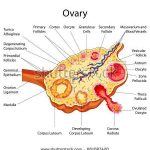 Ovaries diagram