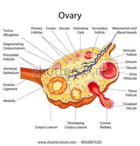 Ovaries diagram