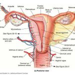 Ovary diagram