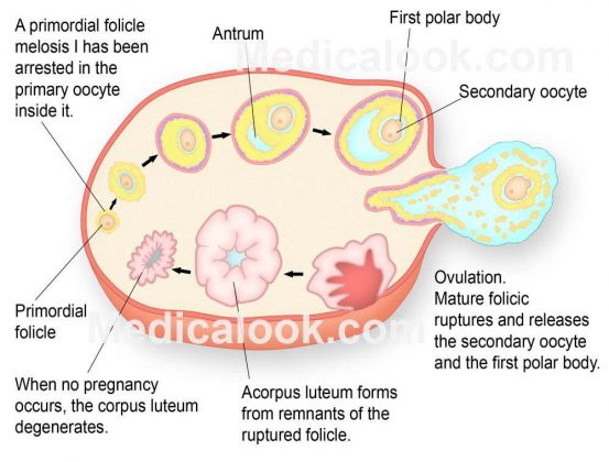 Ovary diagram