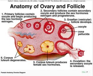 Ovary diagram