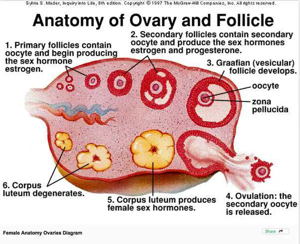 [DIAGRAM] Fish Ovaries Diagram - MYDIAGRAM.ONLINE