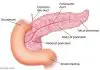 Pancreas diagram