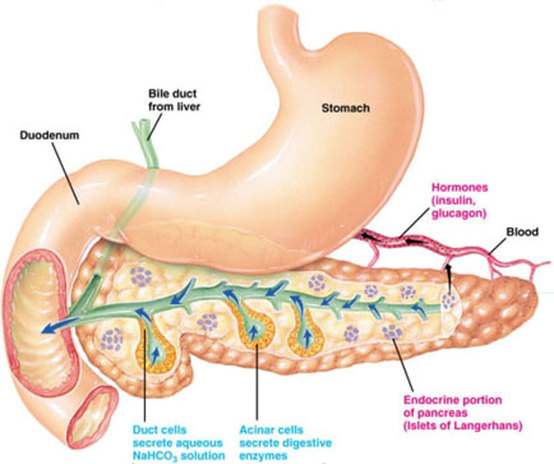 Pancreas diagram