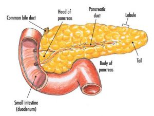 Pancreas diagram