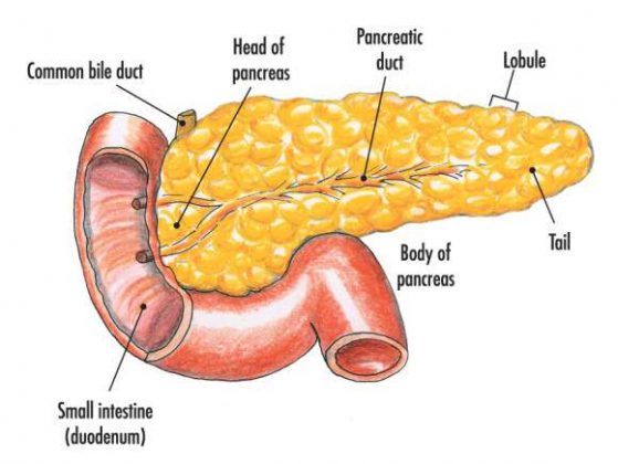 Pancreas Diagram