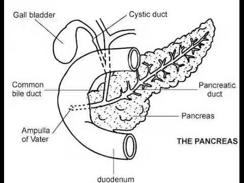 Pancreas diagram