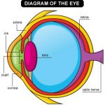 Parts of the eye diagram