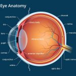 Parts of the eye diagram