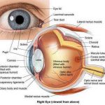 Parts of the eye diagram