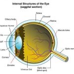 Parts of the eye diagram