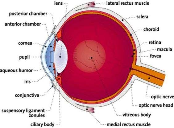 Parts of the eye diagram