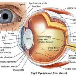 Parts of the eye diagram