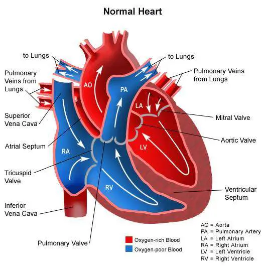 Parts of the heart diagram