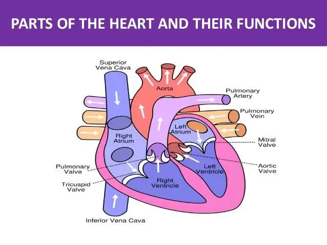 Parts of the heart diagram