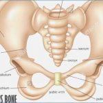 Pelvis diagram